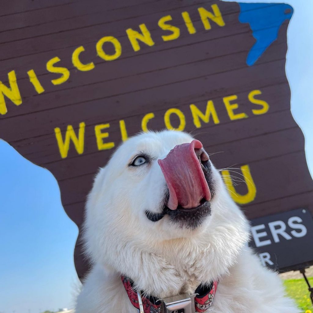 dog with sign behind