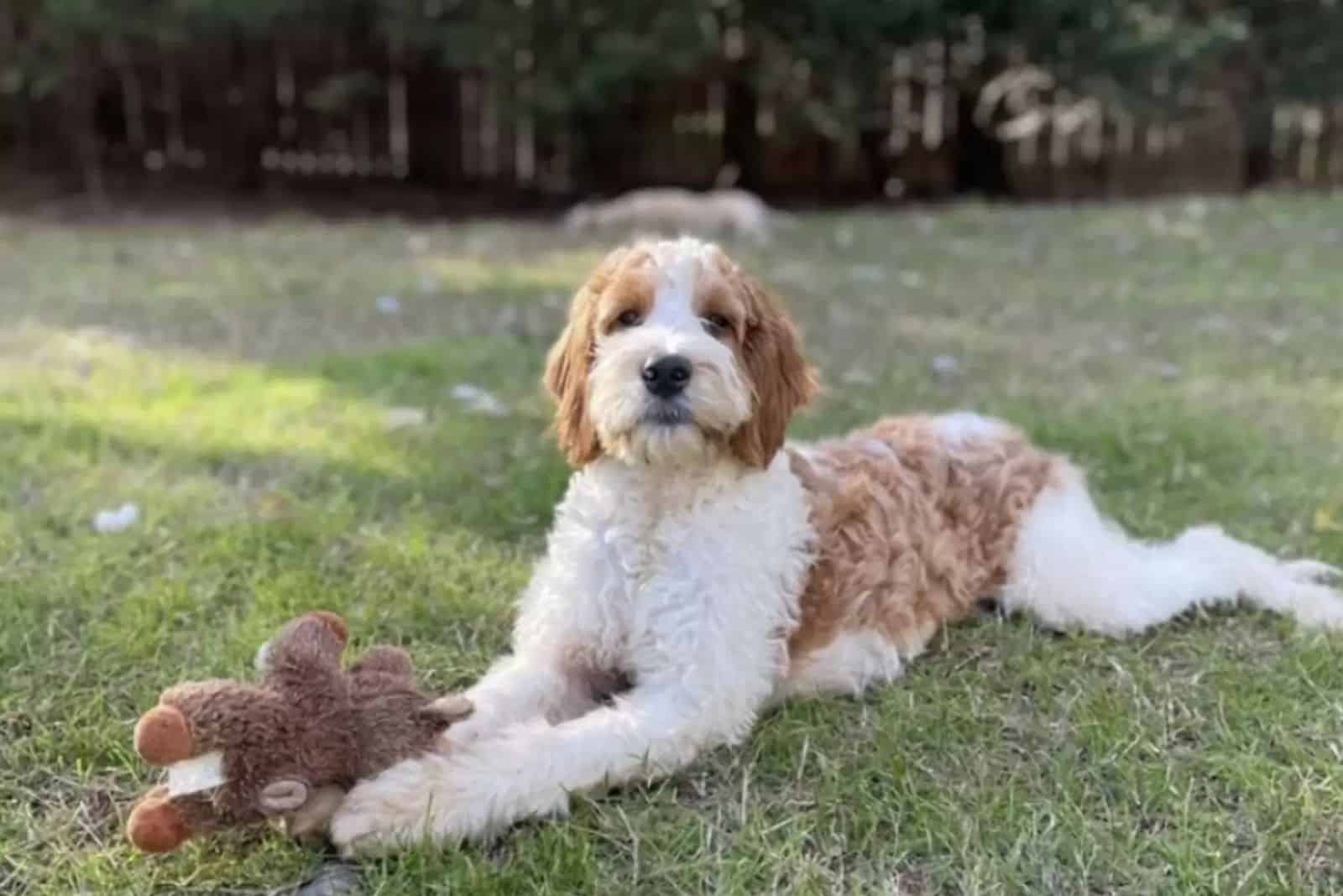 dog laying on the grass holding a toy