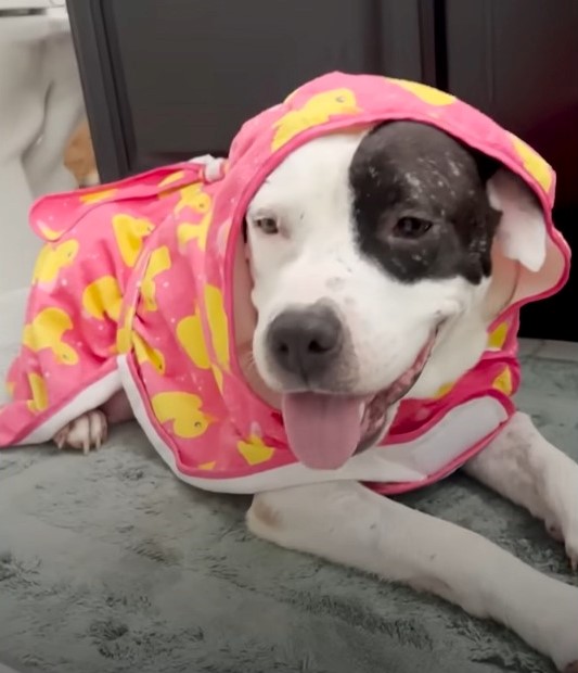 dog wrapped into a pink and yellow towel