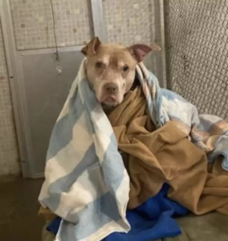 perro envuelto en una manta