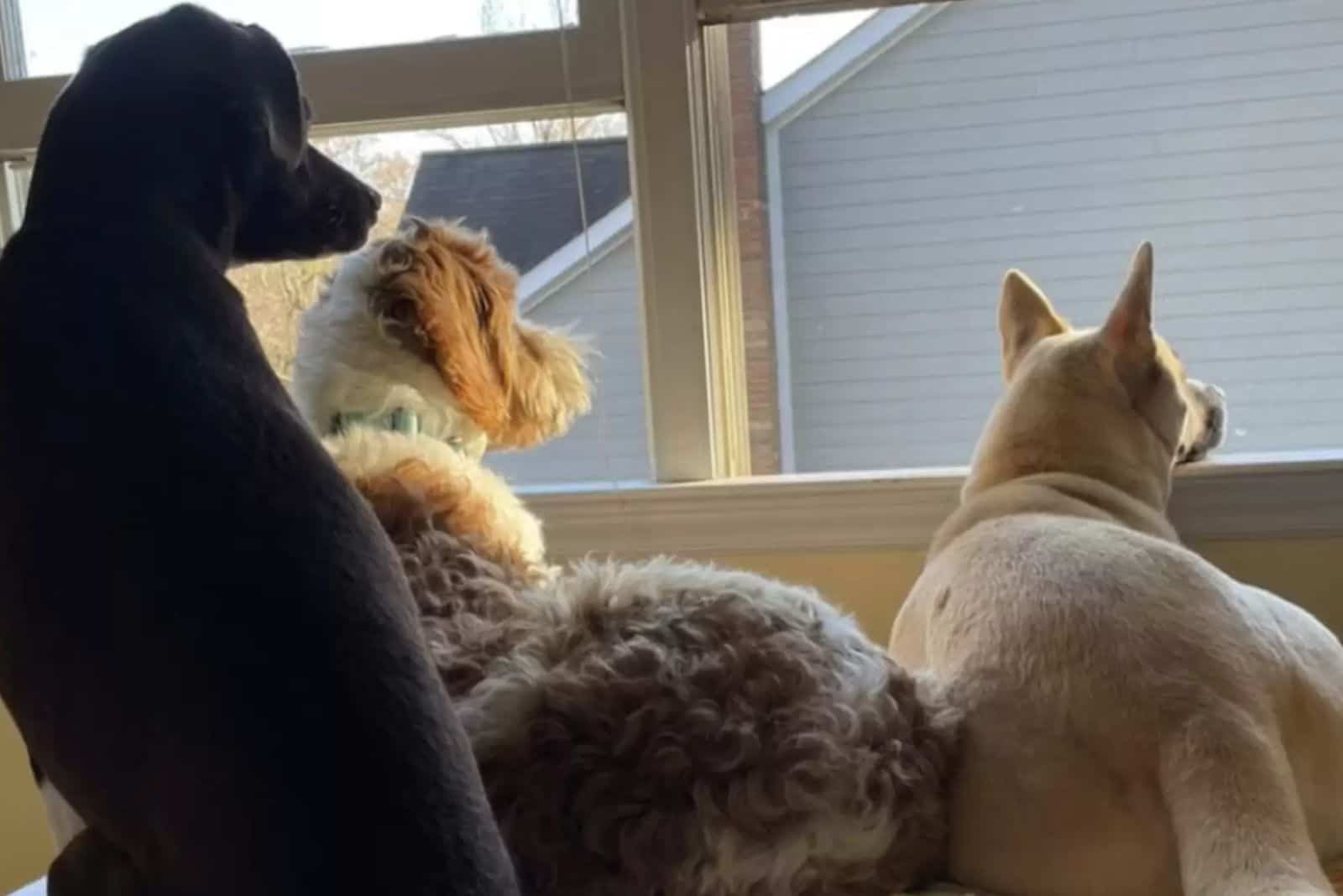 dogs looking through window