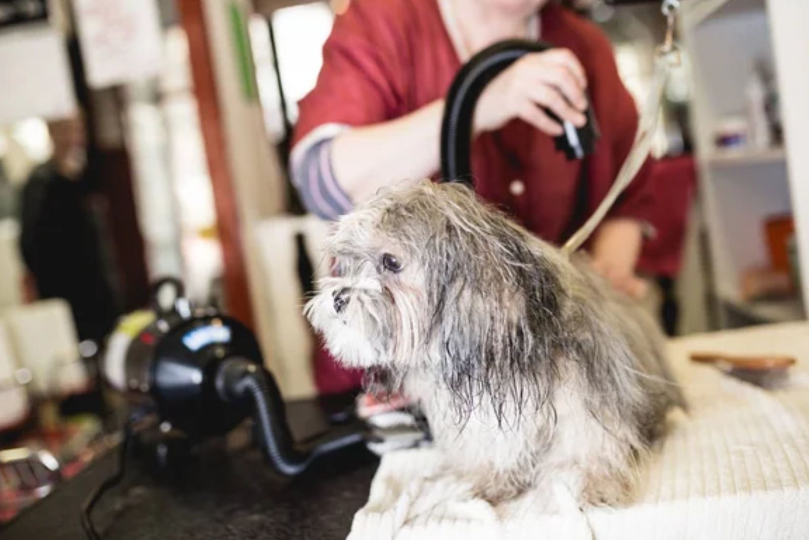 Woman drying the dog's fur