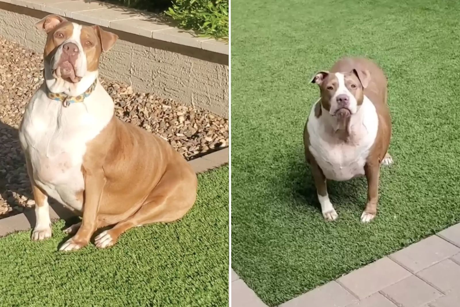 fat pitbull on the grass