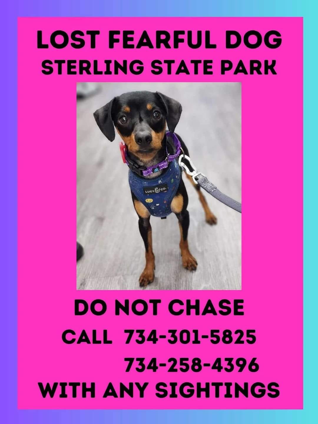 flyer of a missing dog named gabriel