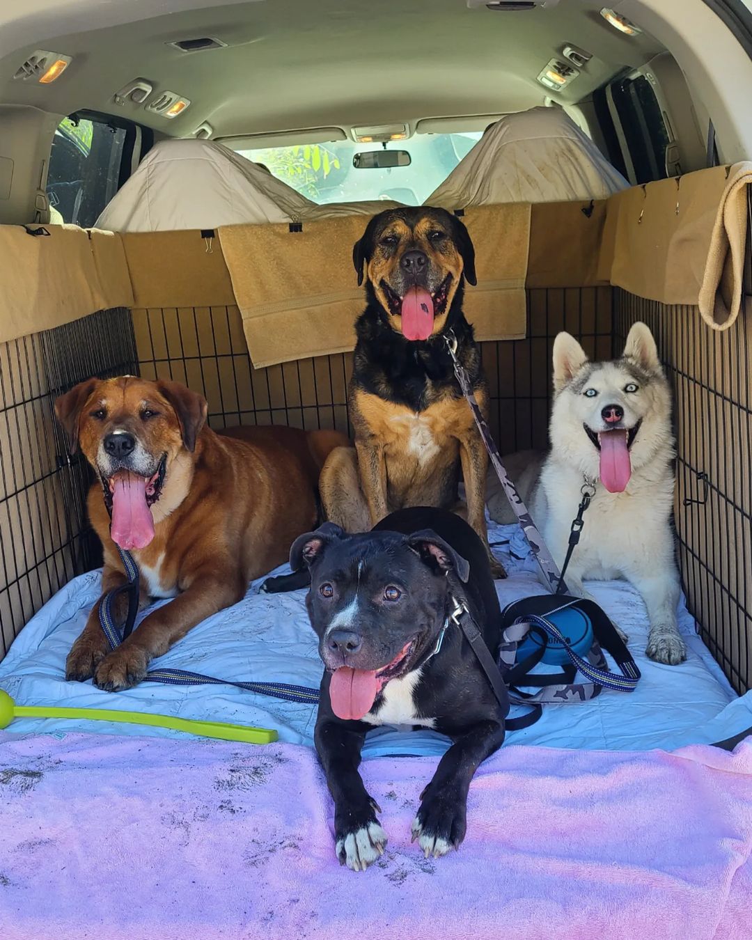 four dogs in a crate