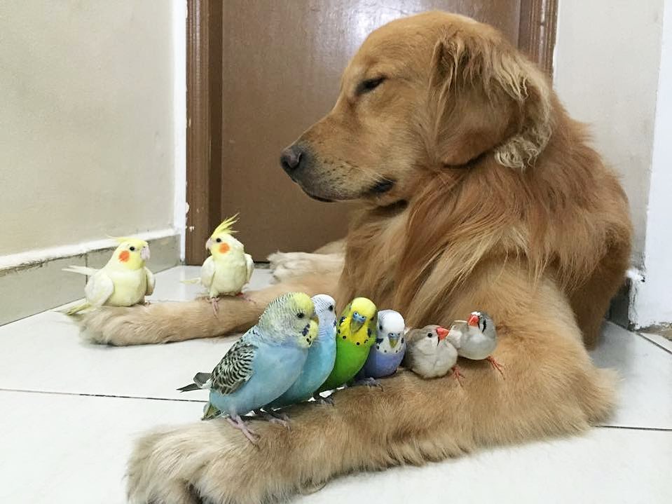 golden retriever bob and birds
