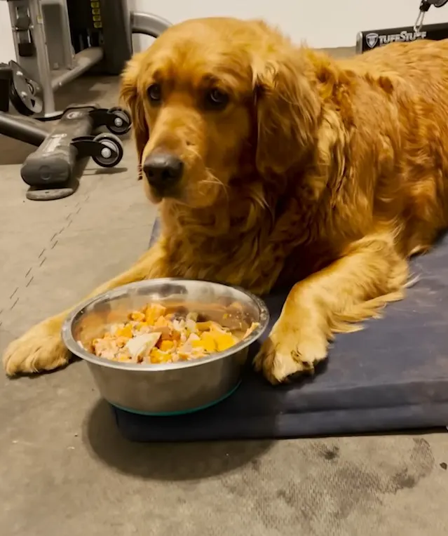 golden retriever lucy lying next to a bowl of food