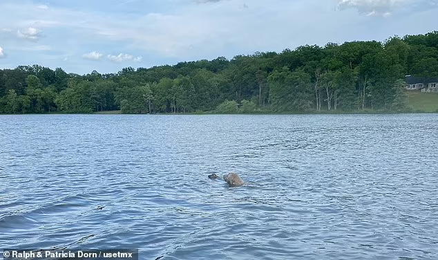 goldendoodle swimming in a lake