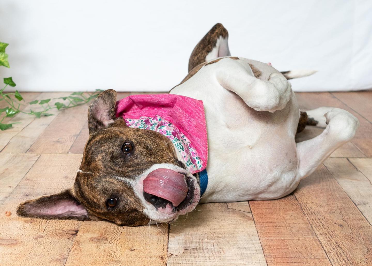happy dog rolling on the floor