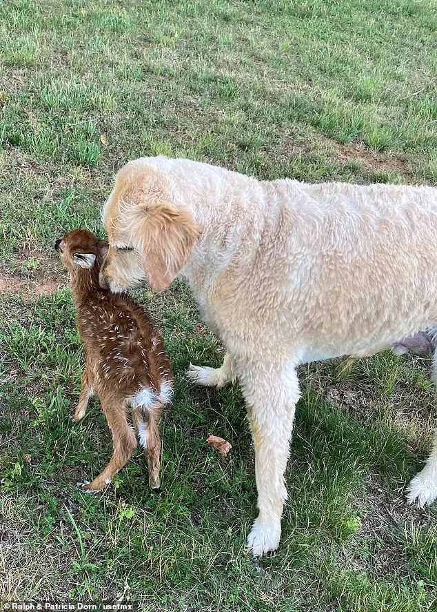 harley the dog and baby fawn on grass