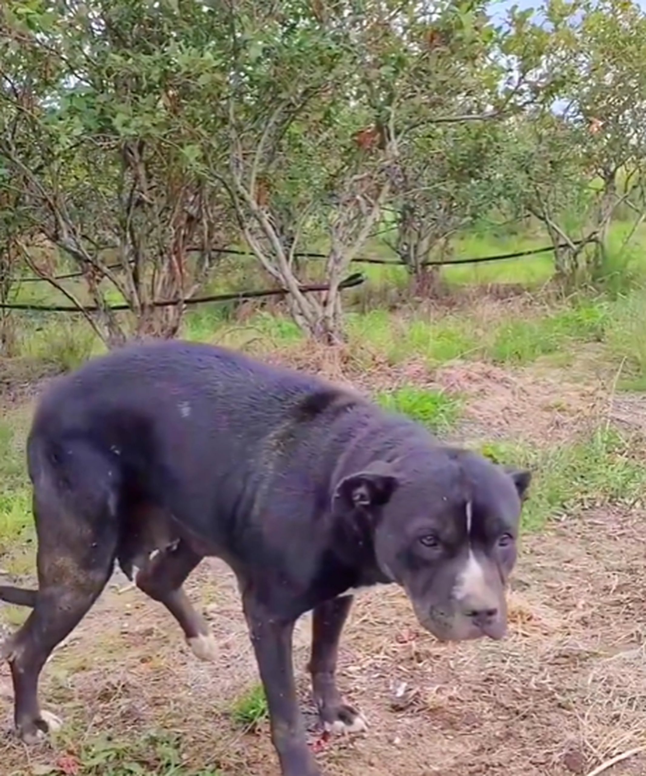 injured black pittie