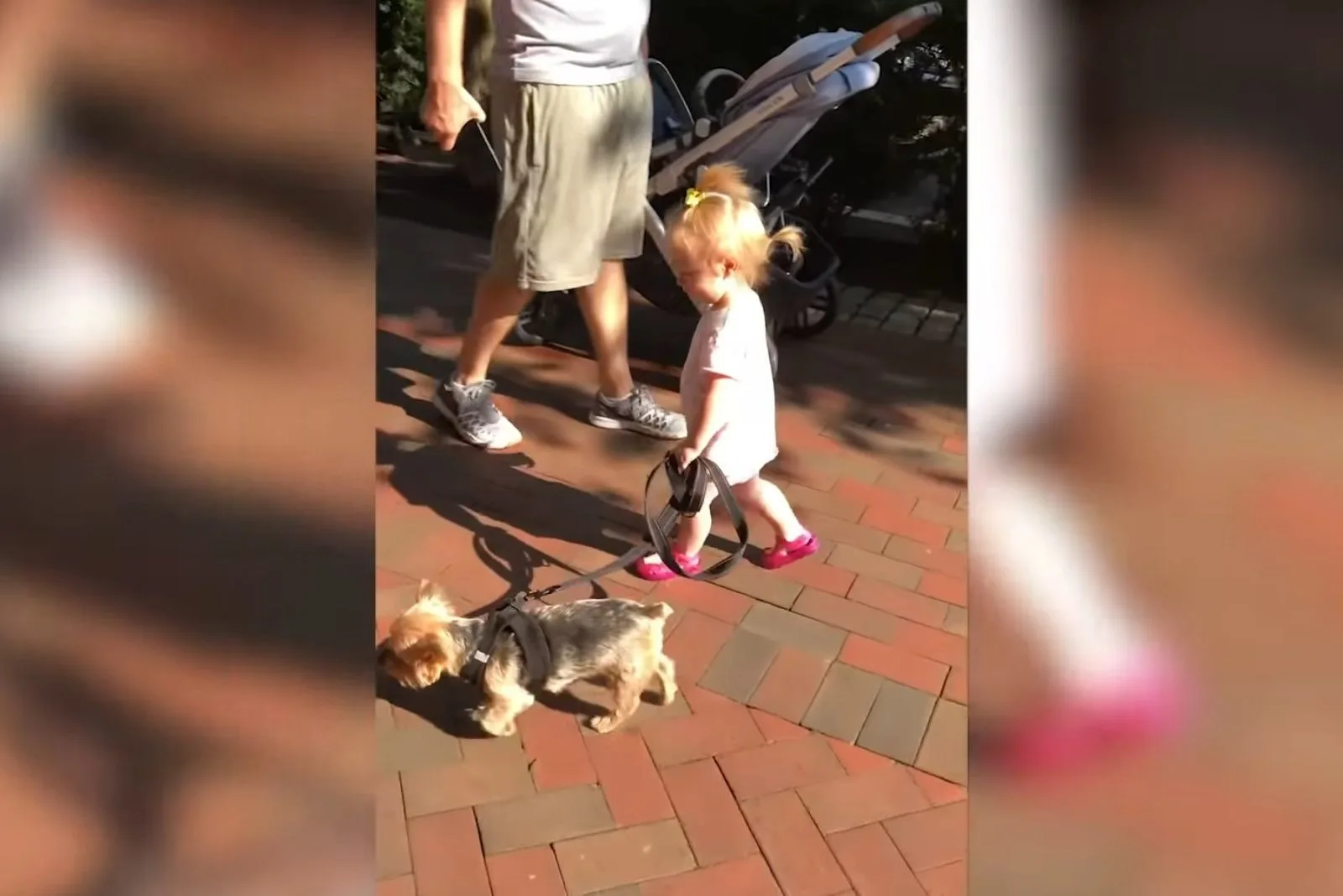 kid walking the dog
