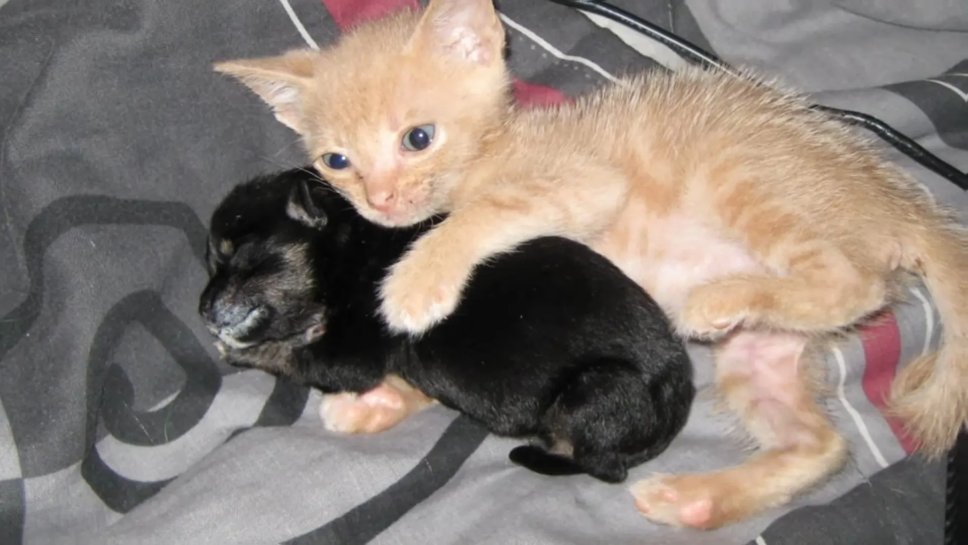 kitten hugs puppy while sleeping on bed