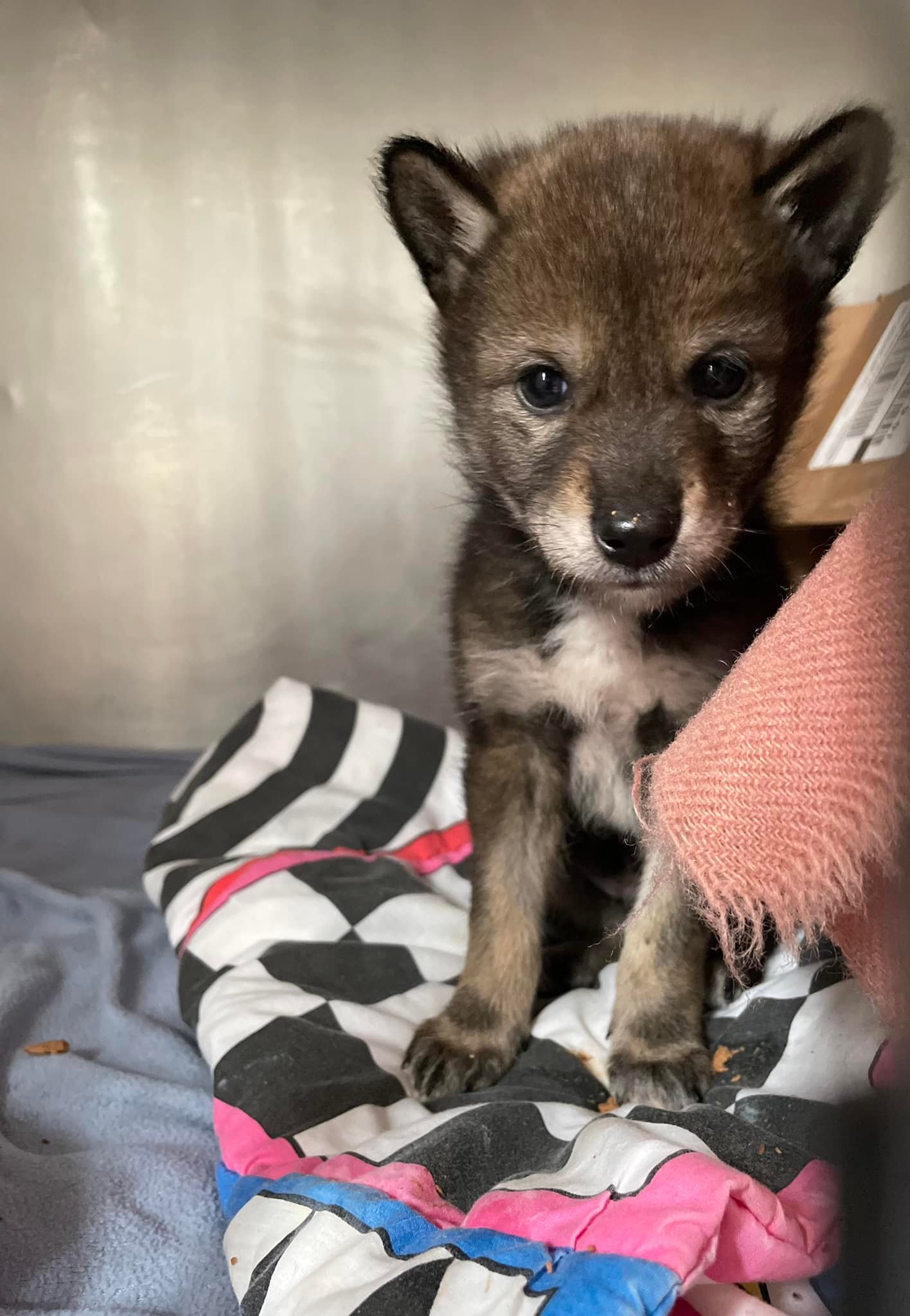 little puppy standing on the sheets