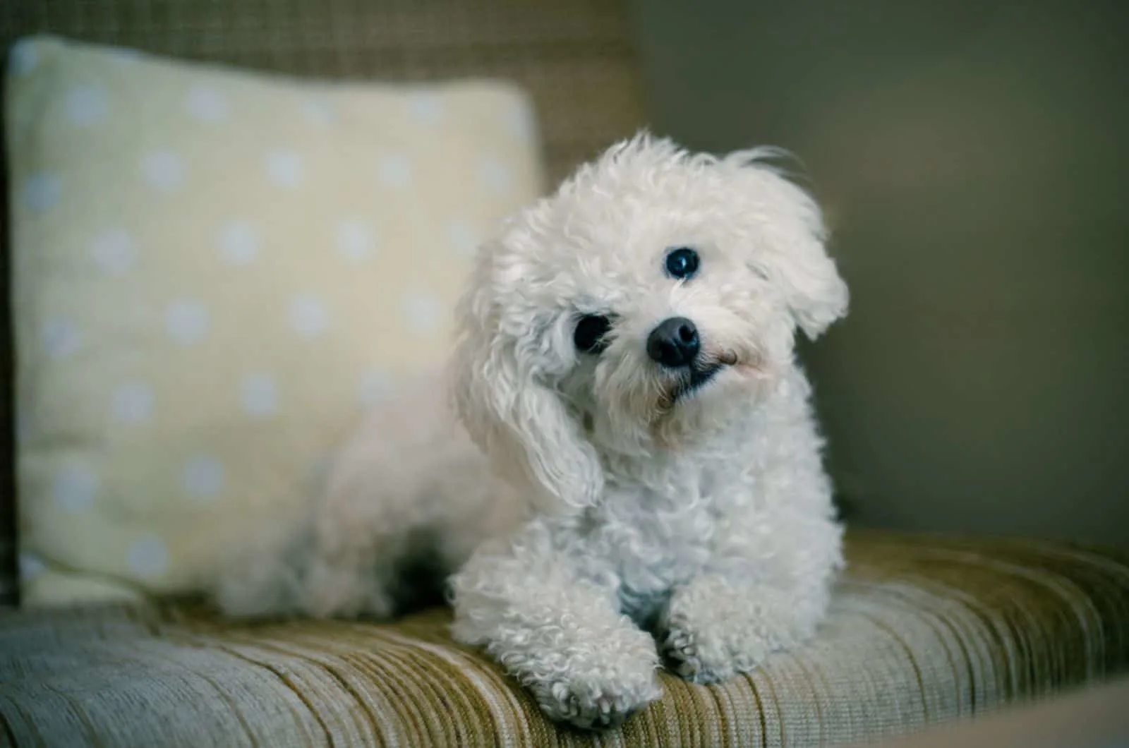 maltese dog lying at home on a sofa and tilting his head