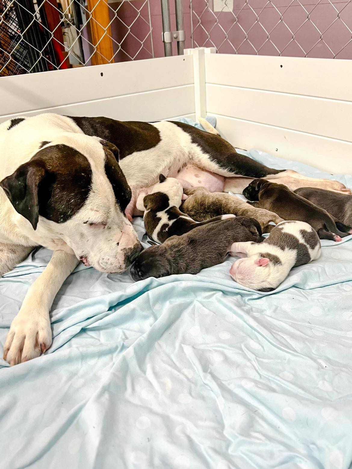 mama dog with puppies on the bed