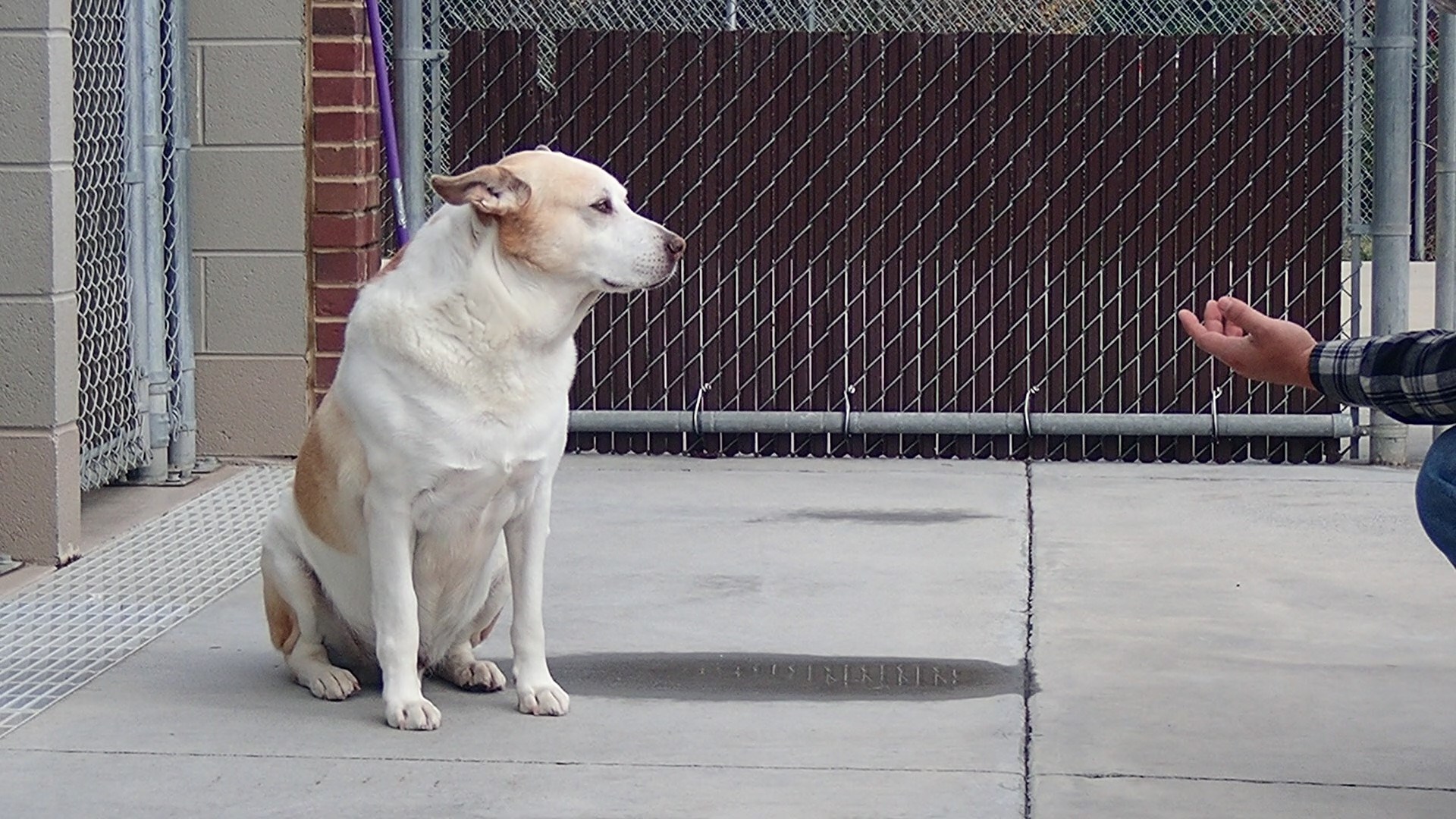 man calling dog to come