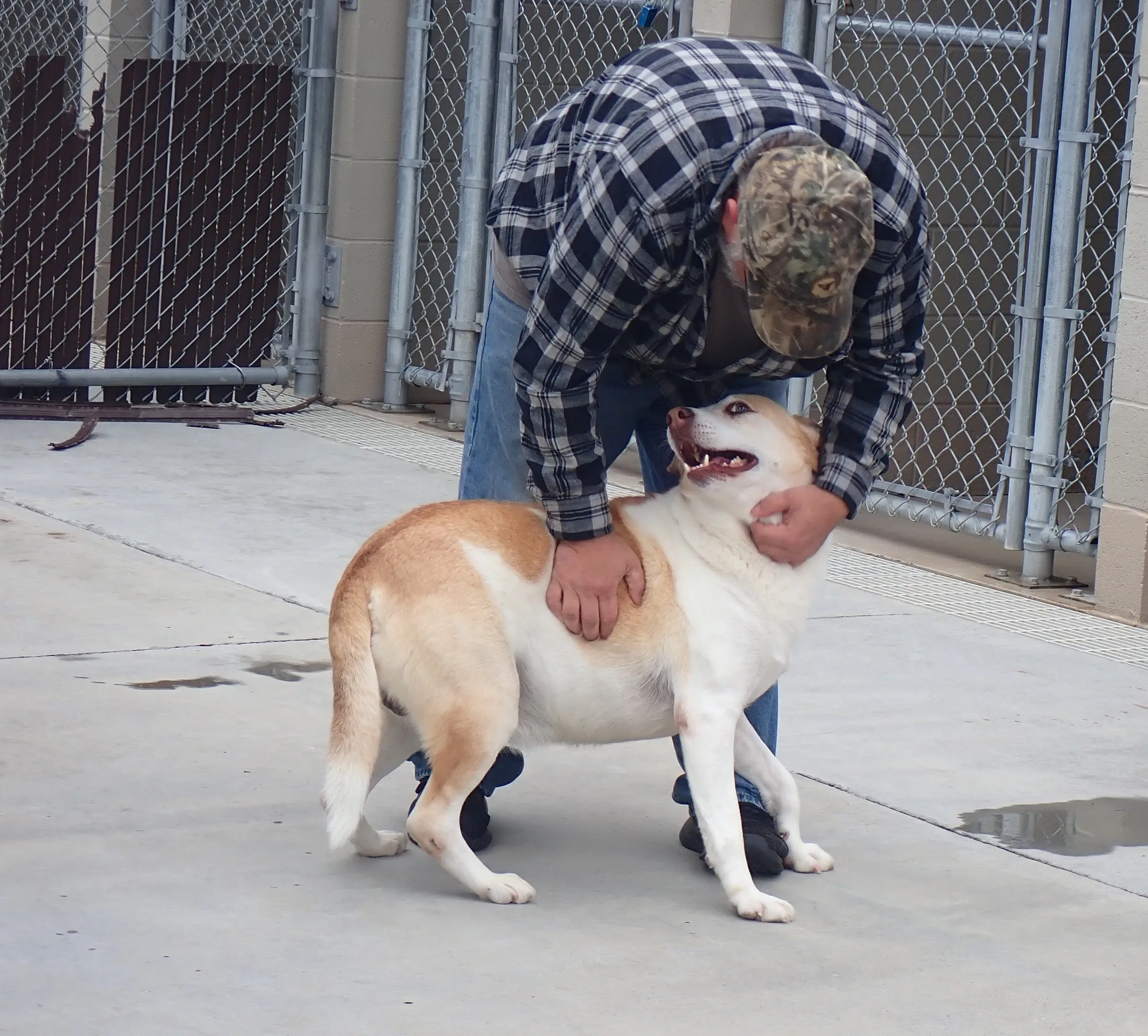 hombre acariciando perro feliz