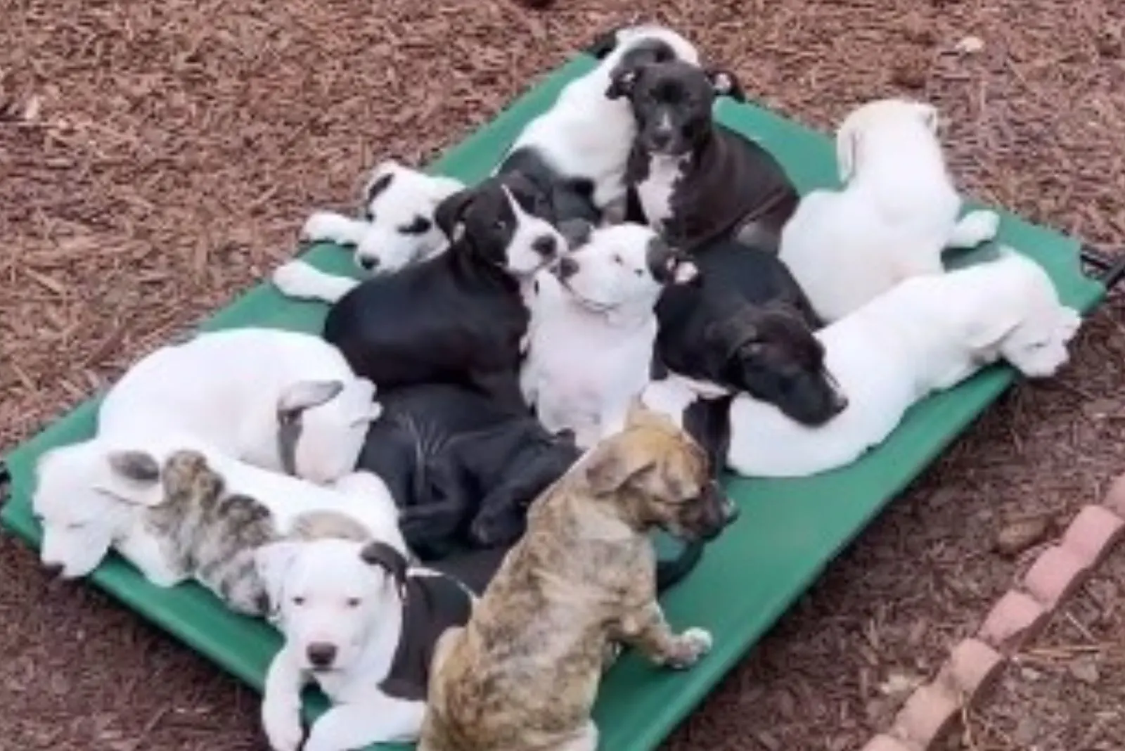 many puppies at the same place