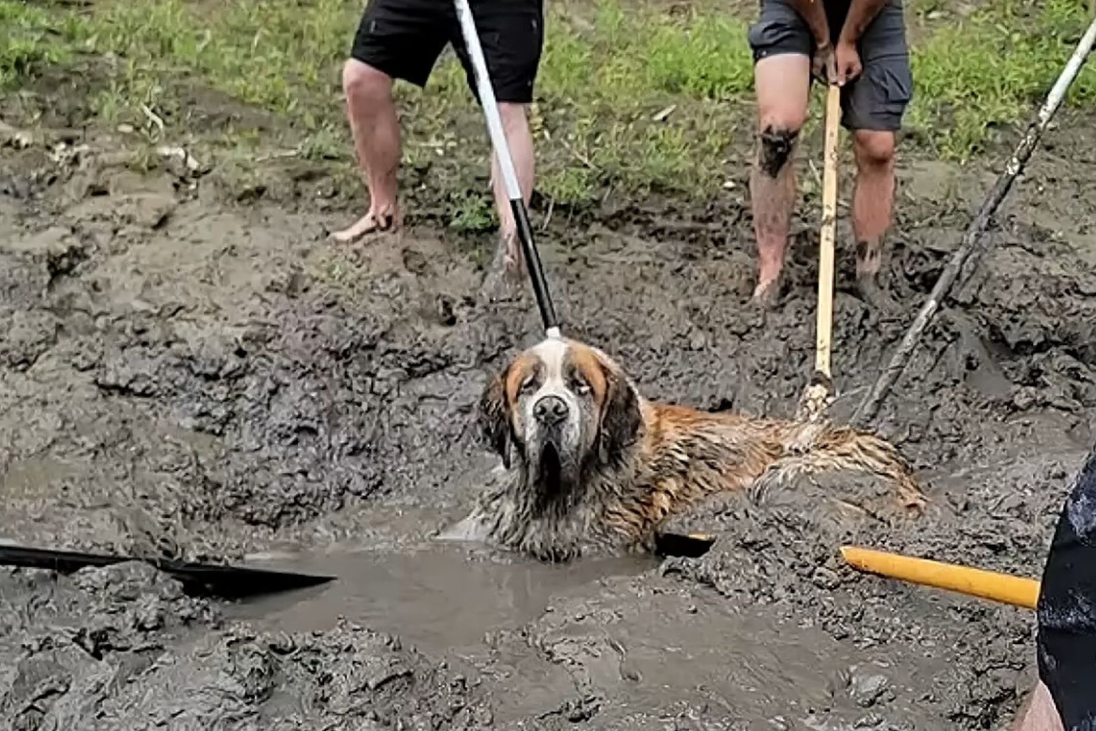 men helping the dog in need