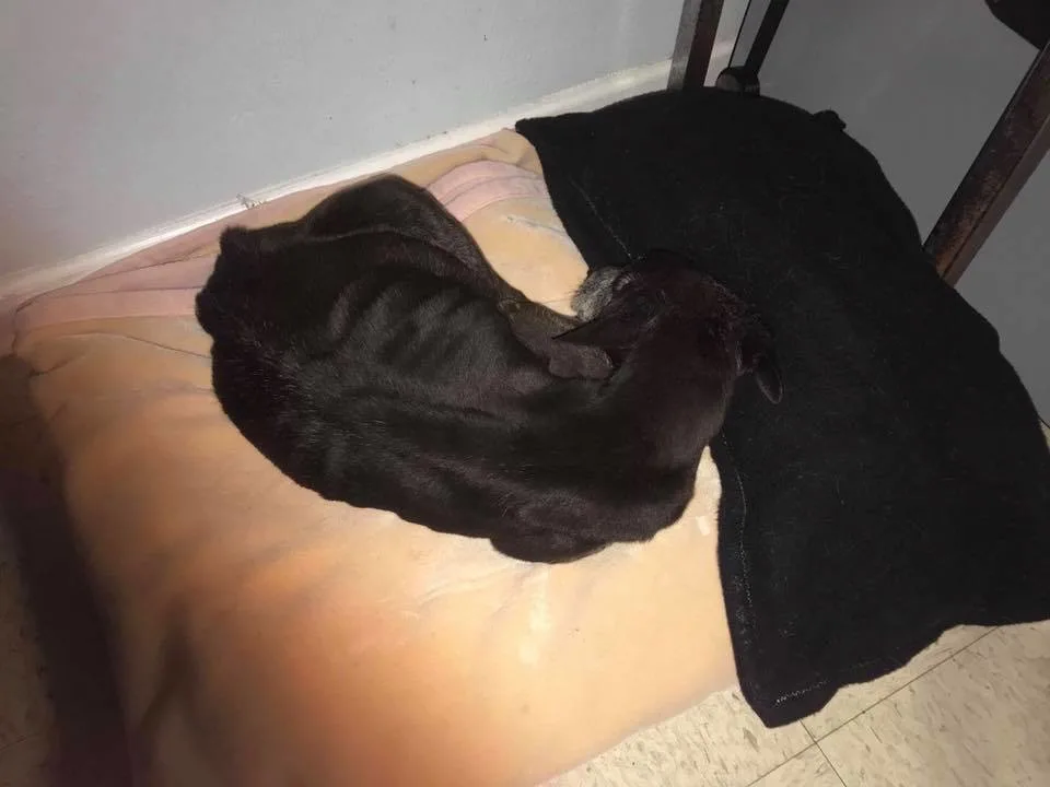 viejo perro negro durmiendo en la cama
