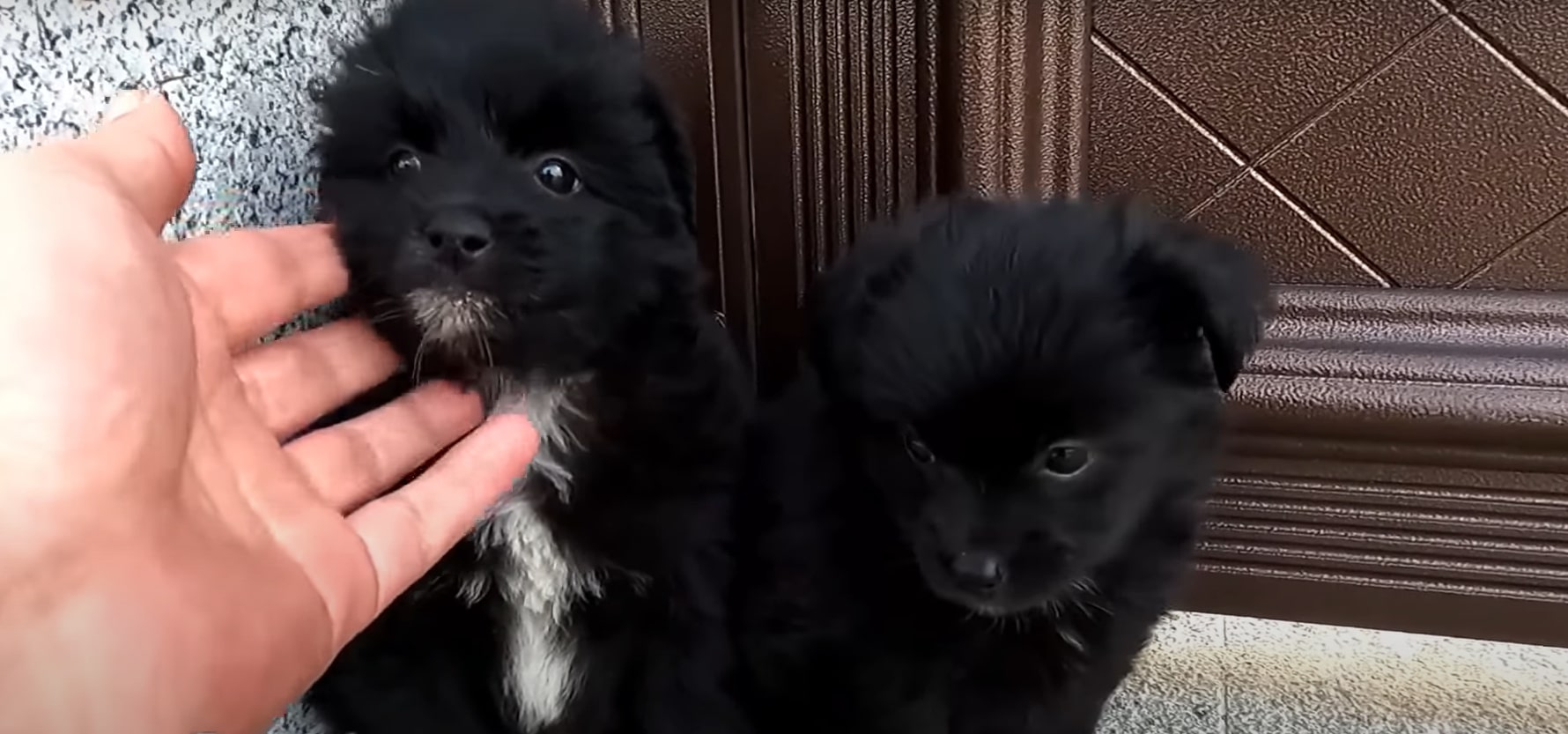 owner petting the dogs