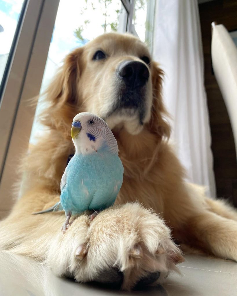 photo of bob with a bird on his paw