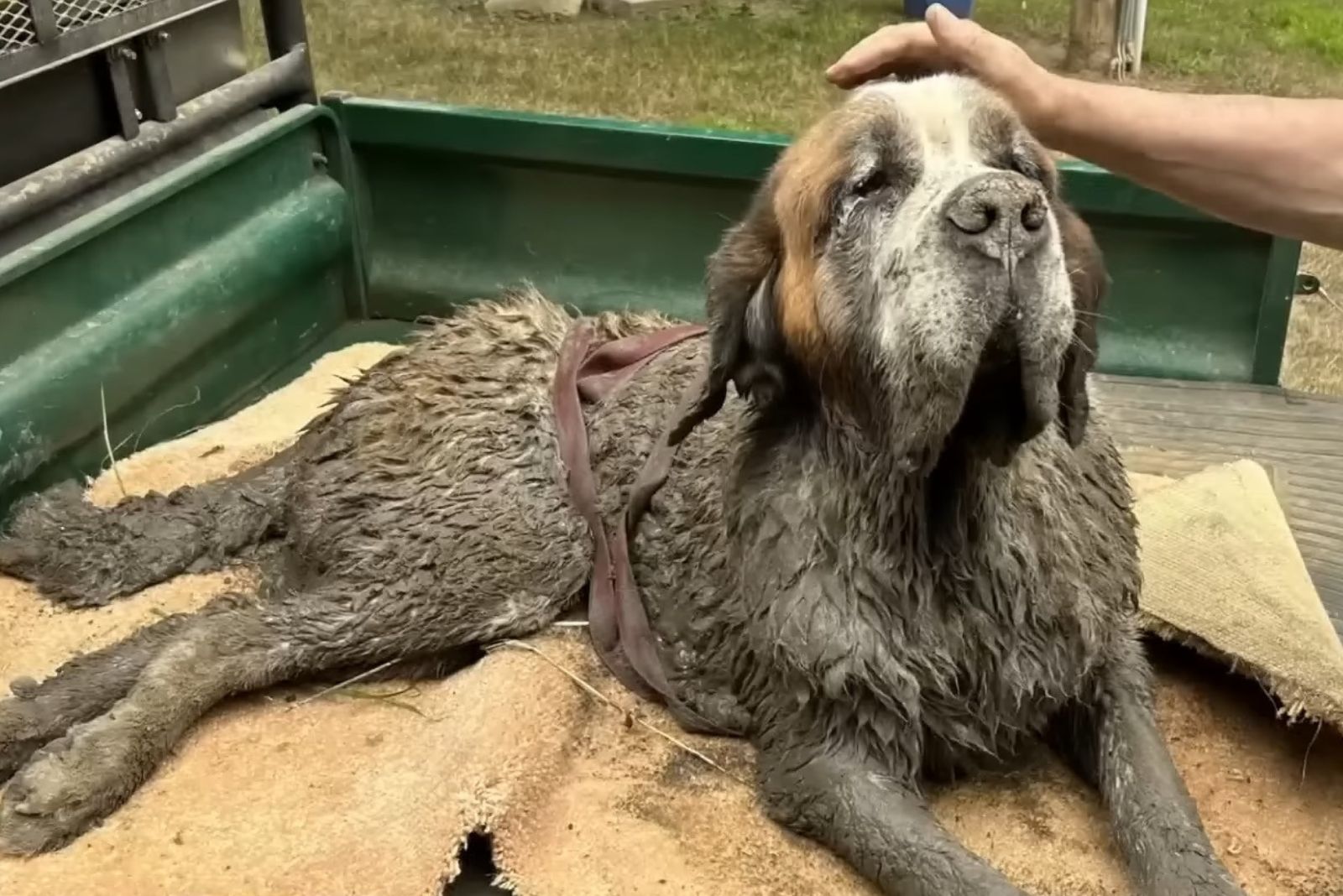 photo of dog covered in mud