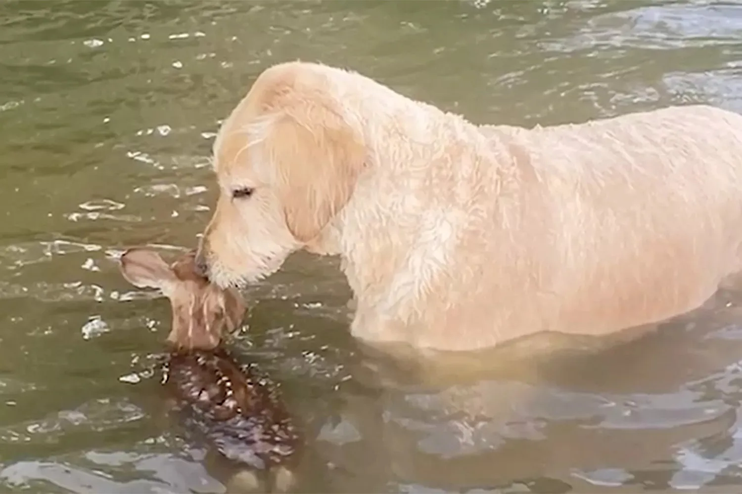 photo of dog harley and baby fawn in water