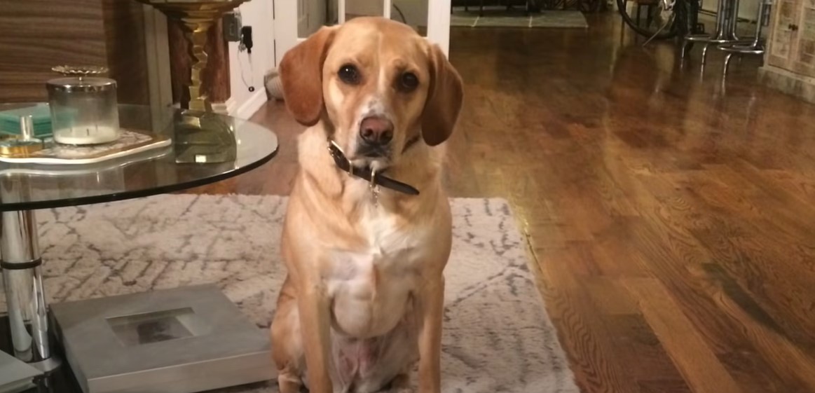 photo of golden retriever called samo sitting down