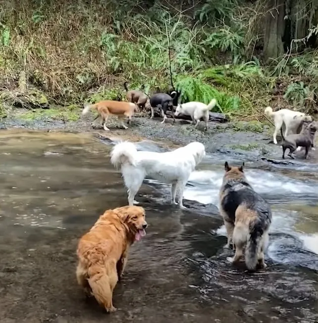 photo of golden retriever lucy with other dogs at the river