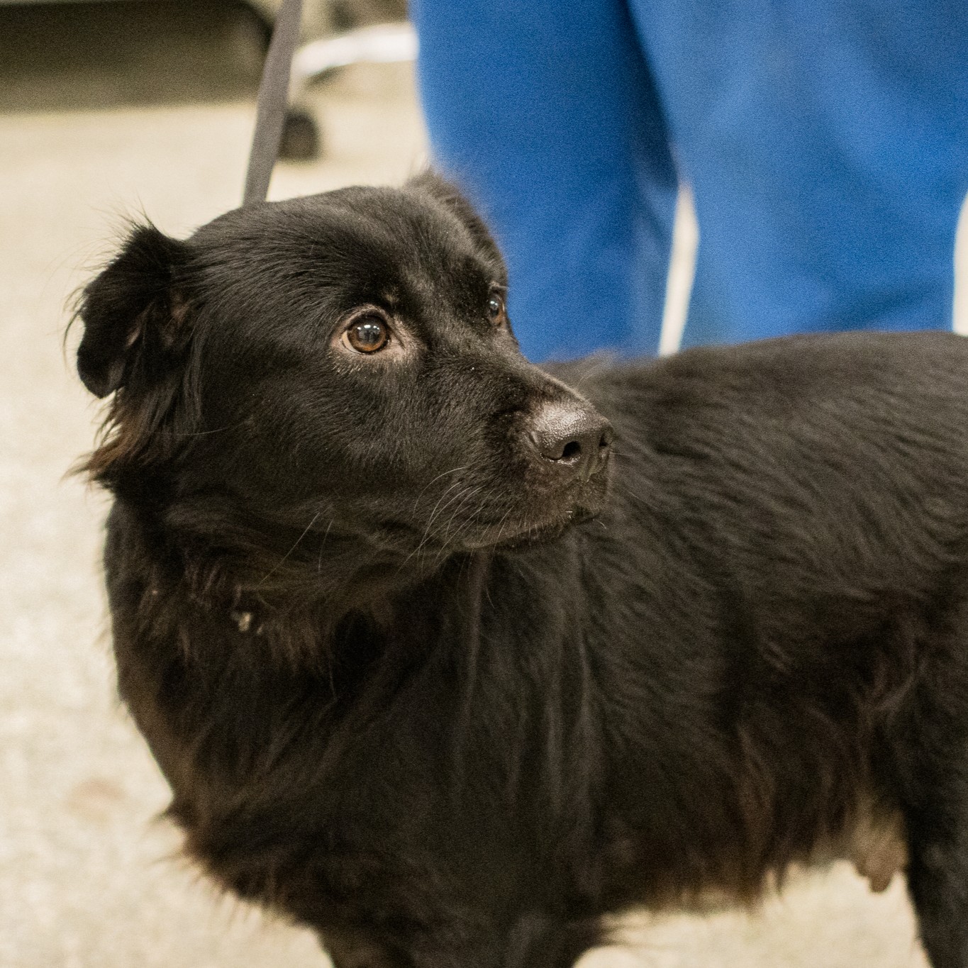photo of the rescue dog