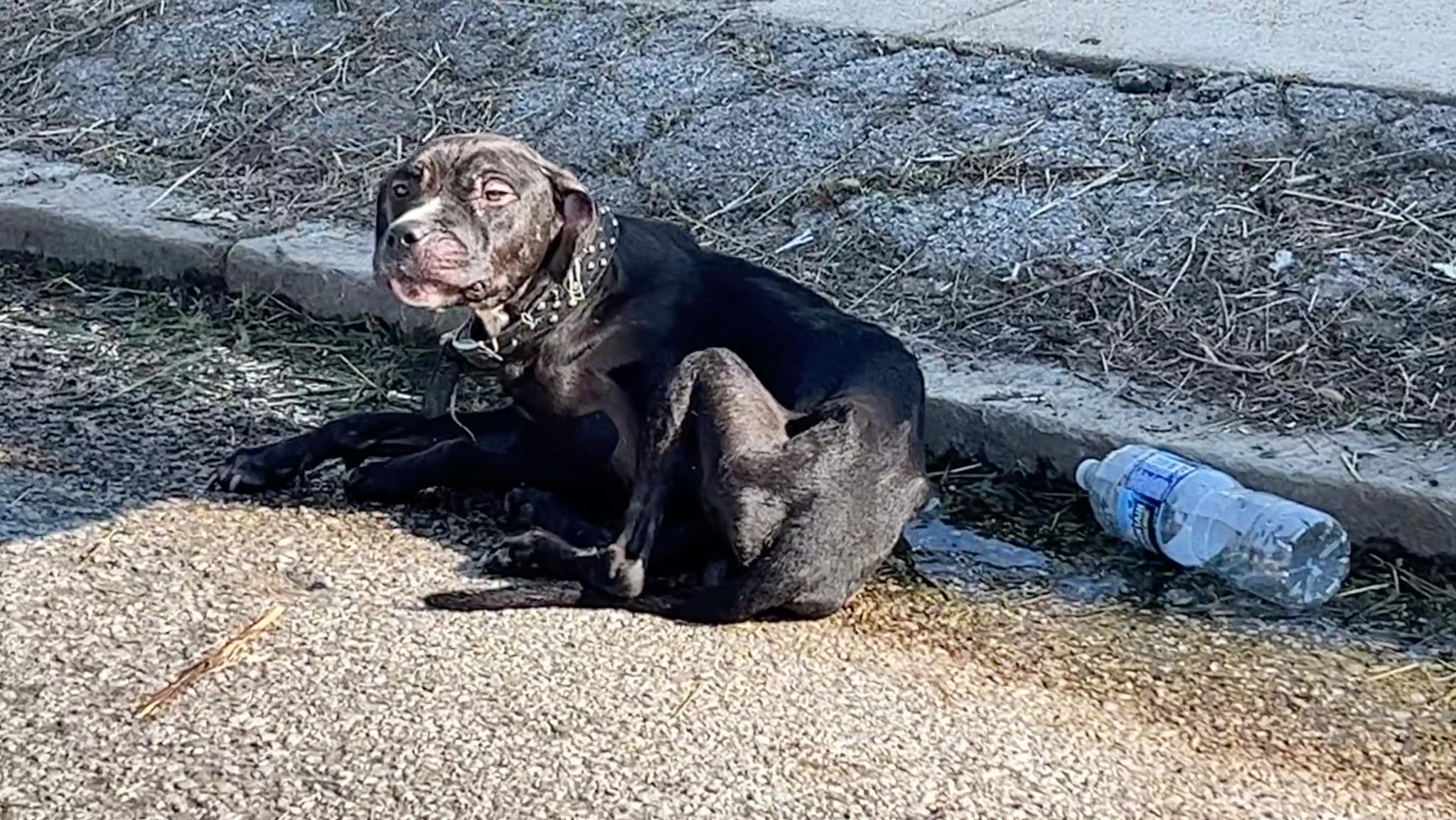poor black dog on the street