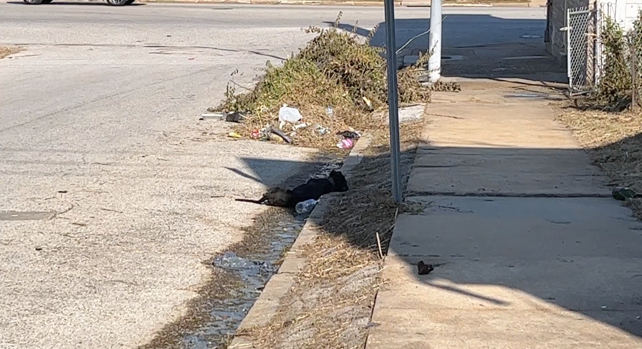 poor dog laying on the street