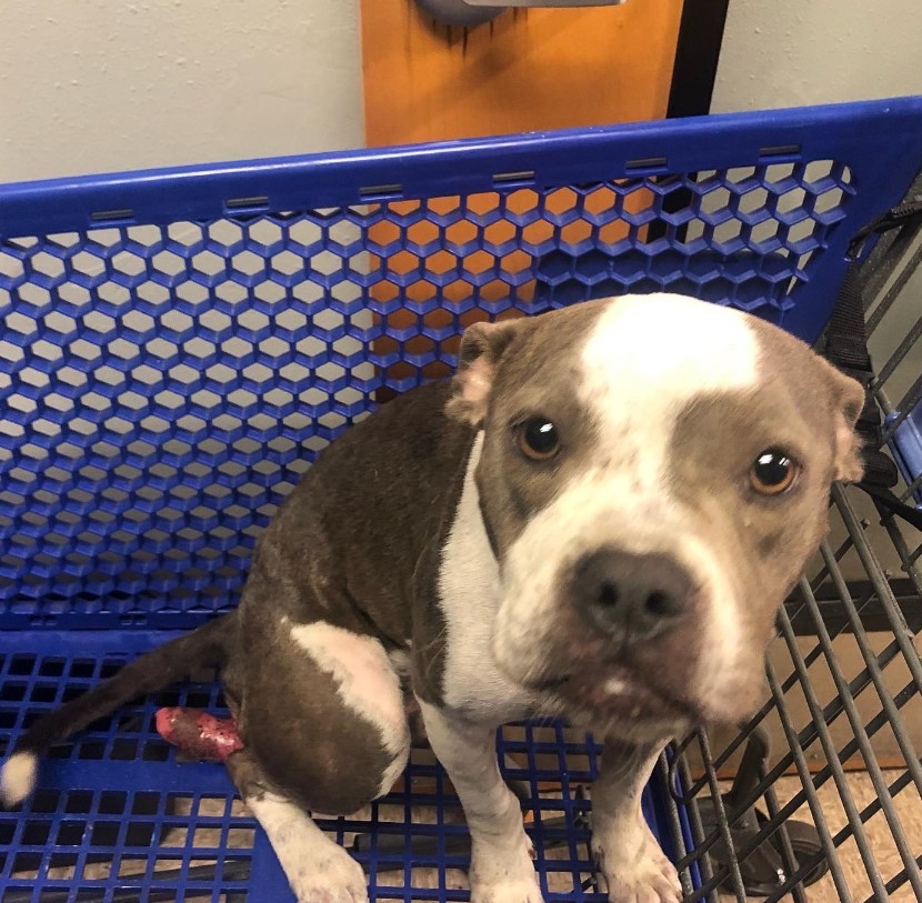 portrait of a dog lying in an abandoned shopping cart