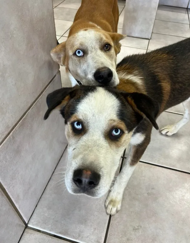 retrato de dos perros rescatados mirando a la cámara