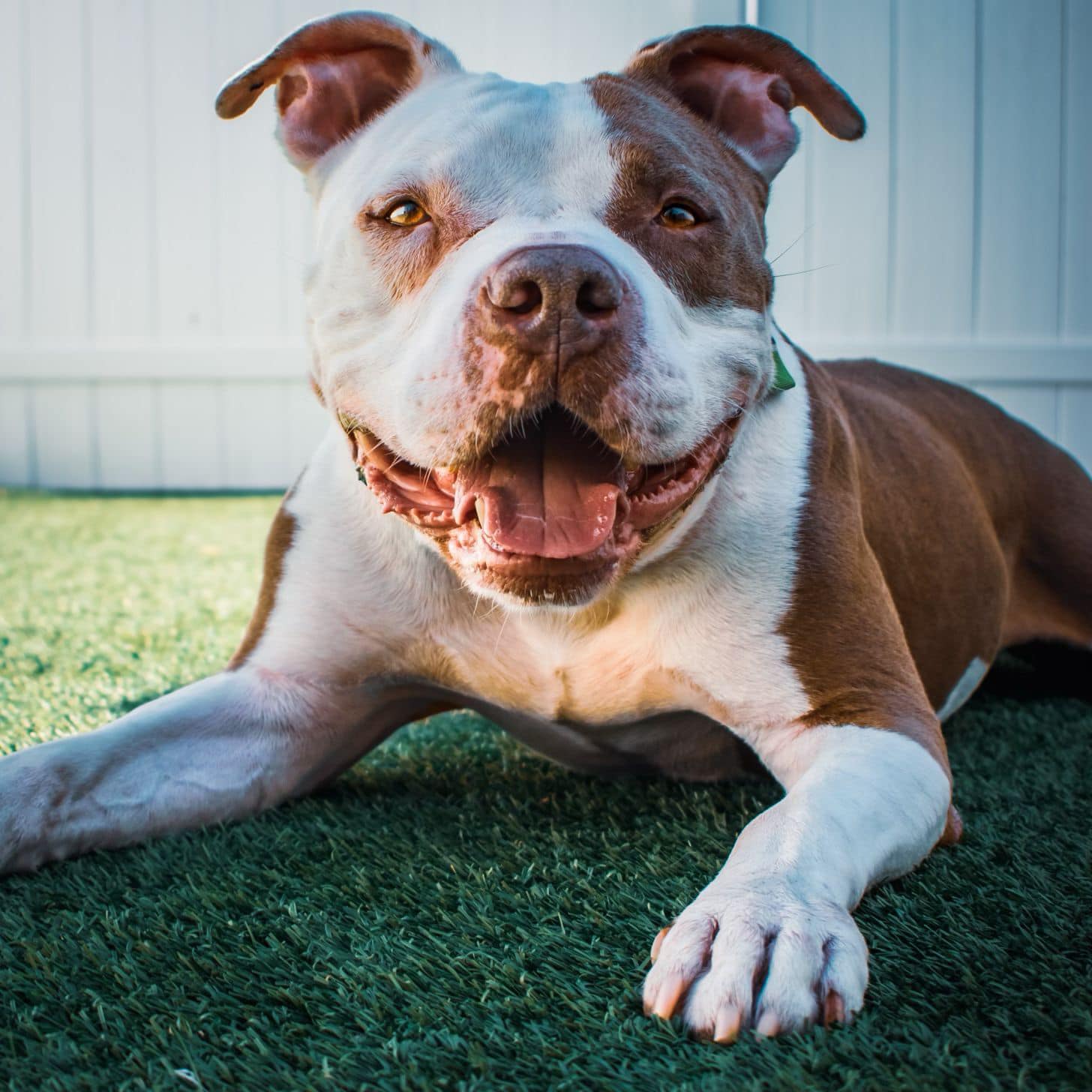pretty pitbull laying on the grass
