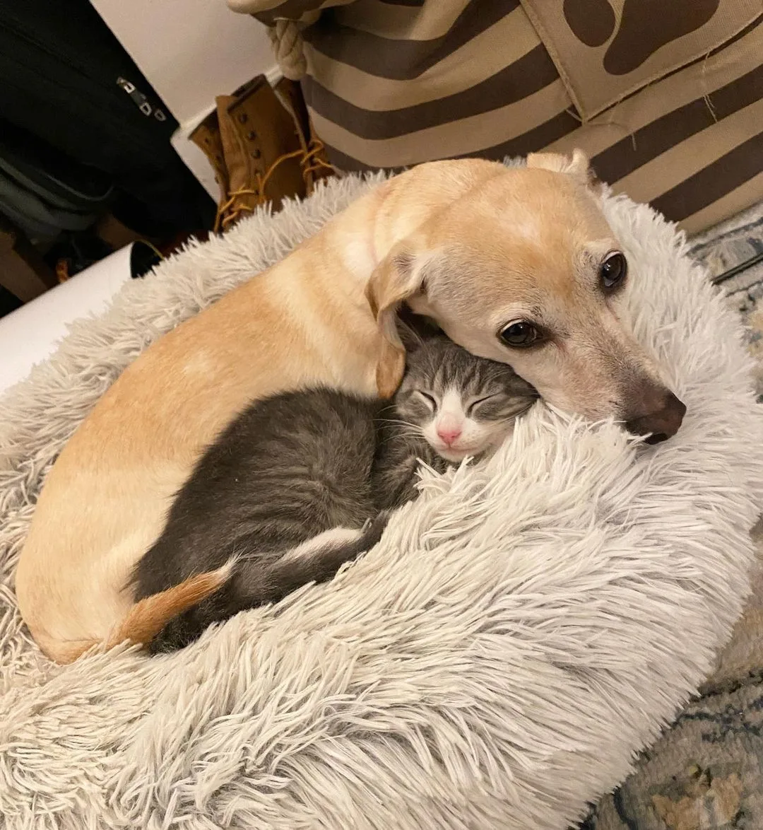 puppie and kitten laying down
