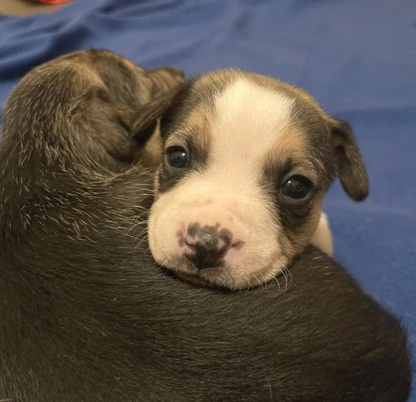 cachorro apoyado en la madre