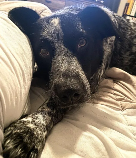 perro rescatado en un nuevo hogar