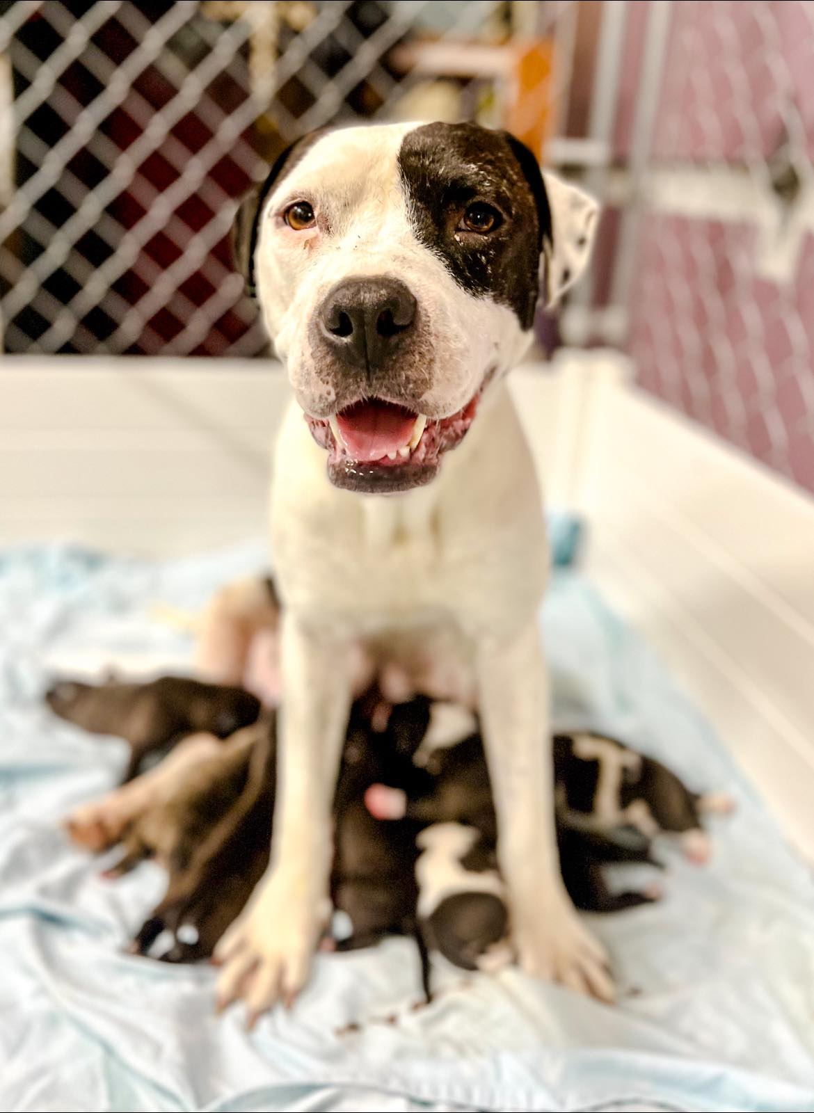 rescued pitbull smiling