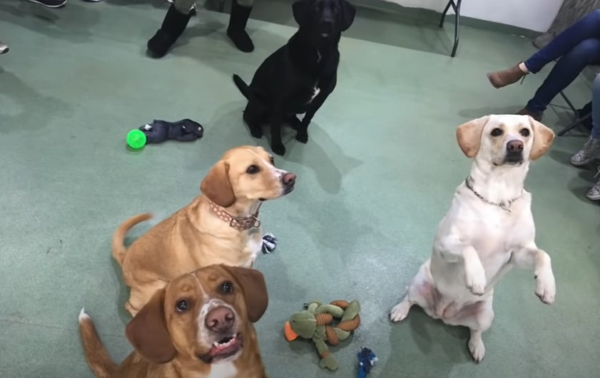reunited dogs sitting down