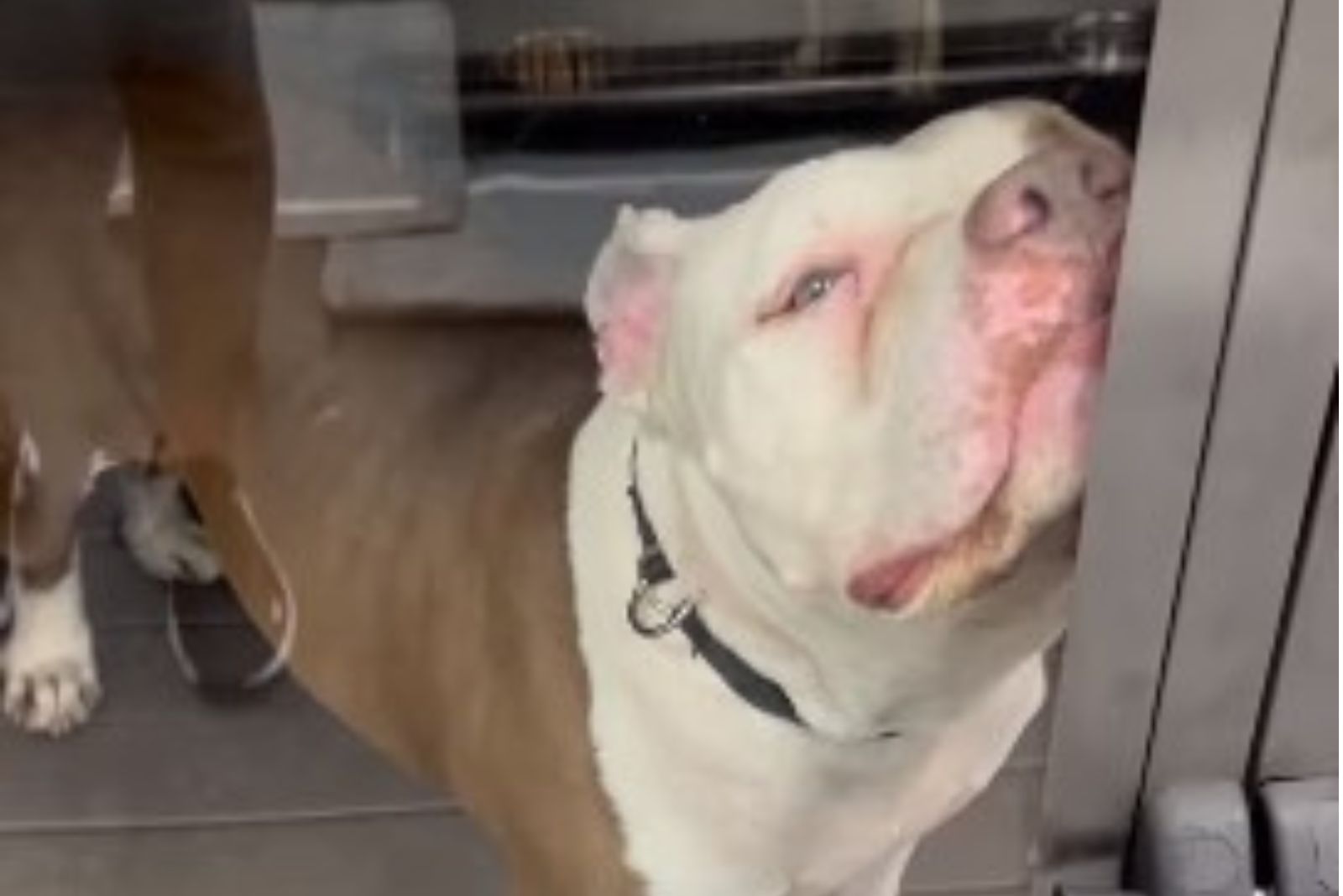 shelter pitbull