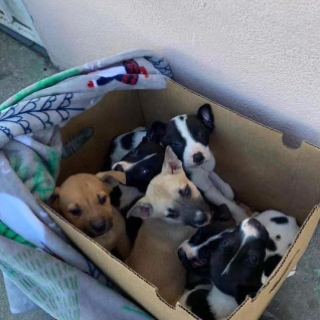 six puppies in the box