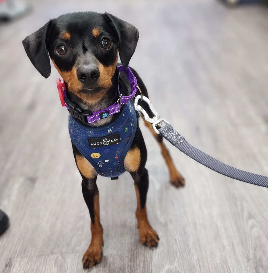 small dog on a leash