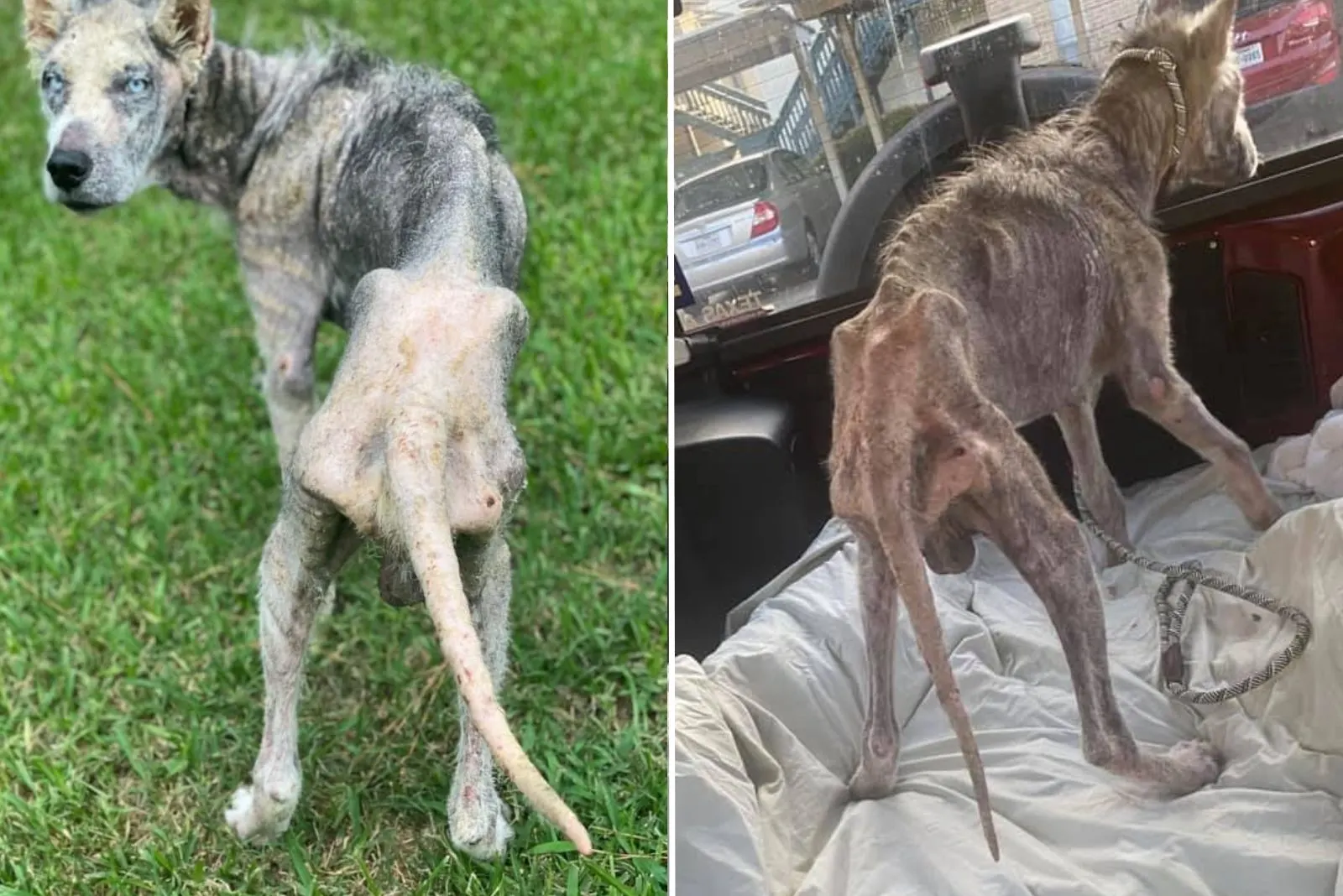 starving dog rescued