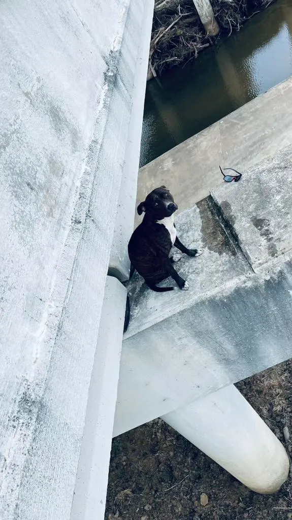 stranded dog on bridge