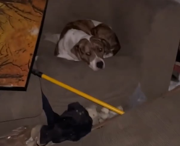 stray dog in a abandoned house