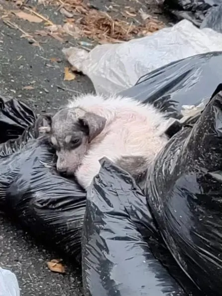 stray dog lying on garbage bags