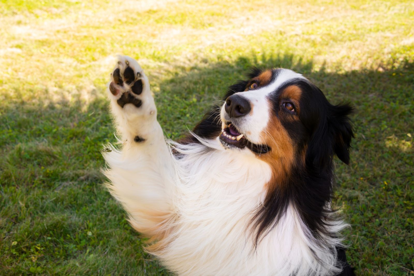 the Australian shepherd raises his paw